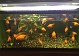 金魚